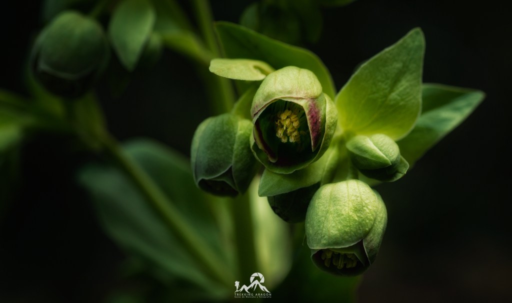 Fotografía flores pirineo