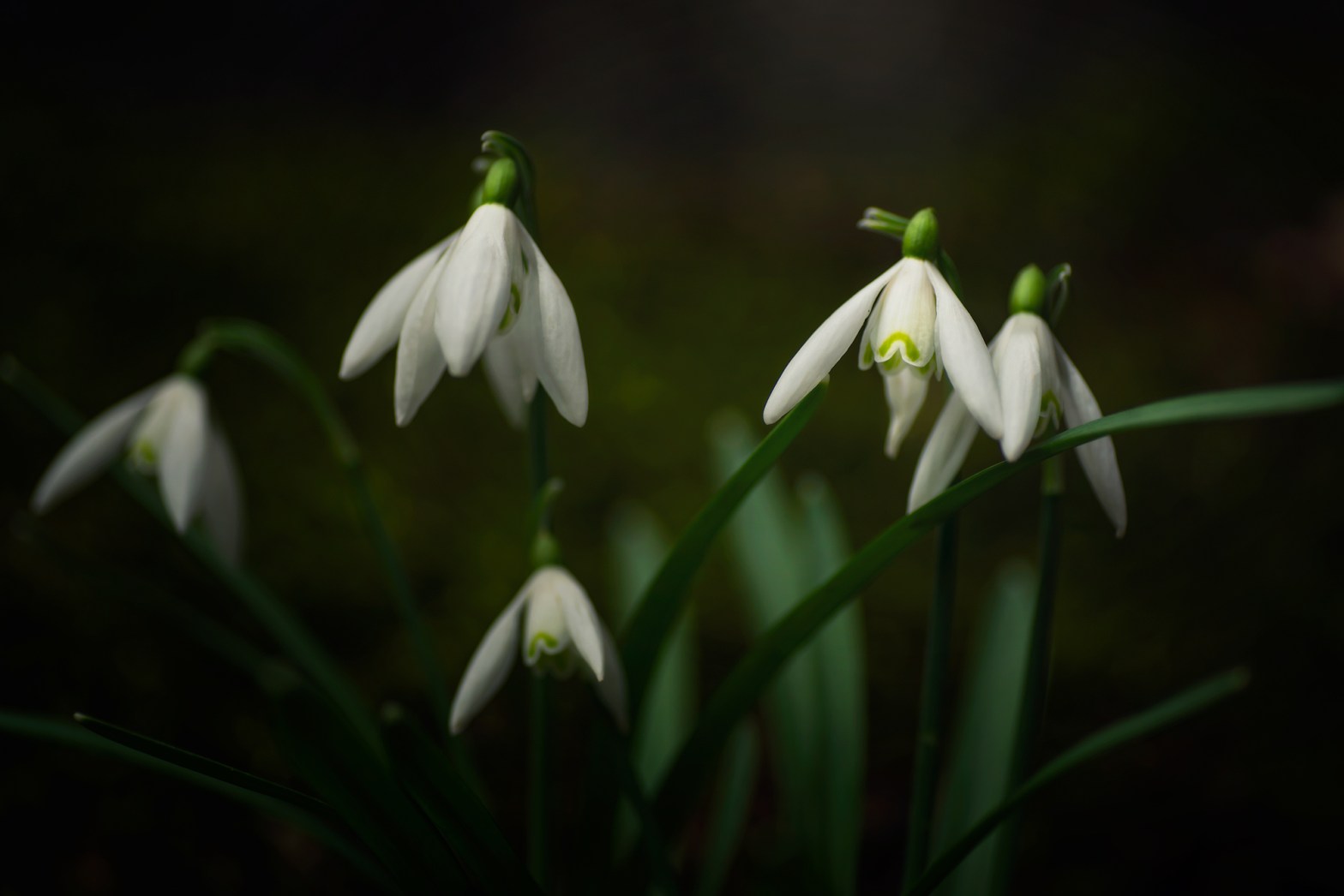 Galanthus nivalis