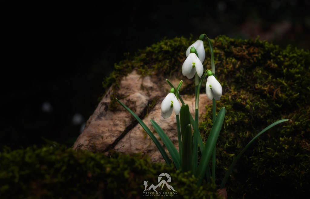 Galanthus nivalis, perforanieves