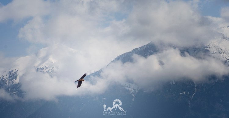 Quebrantahuesos Pirineo