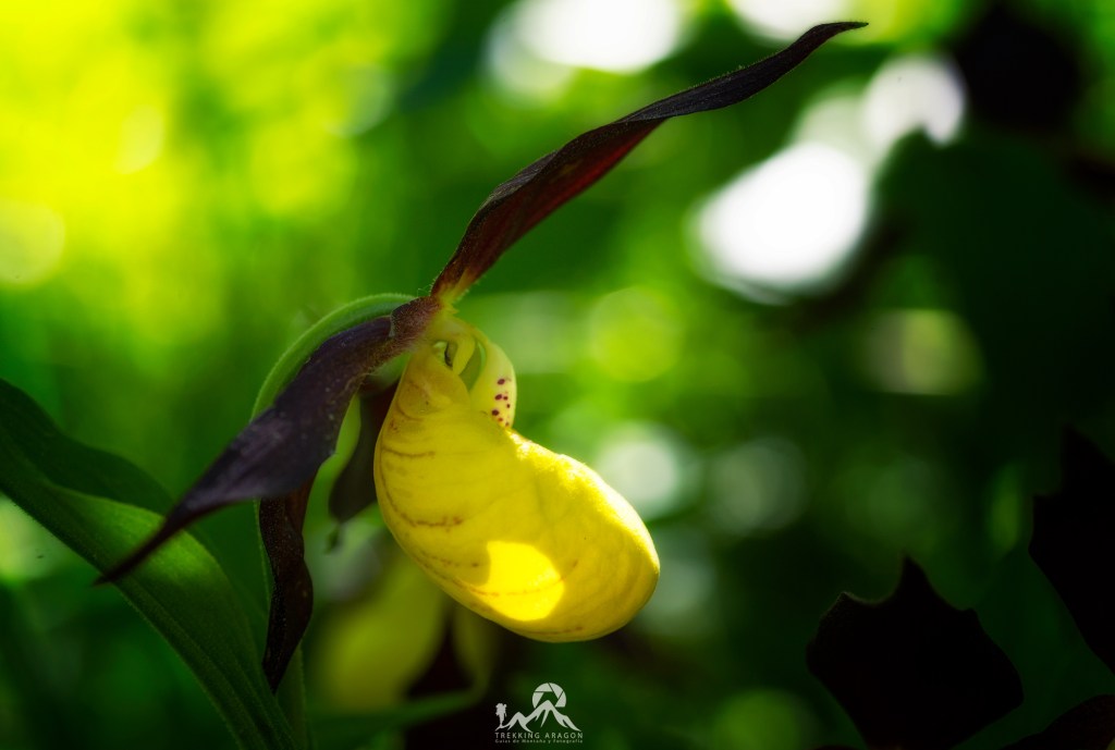 Talleres y cursos fotografía Pirineos