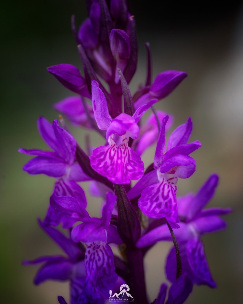 Talleres y cursos fotografía Pirineos