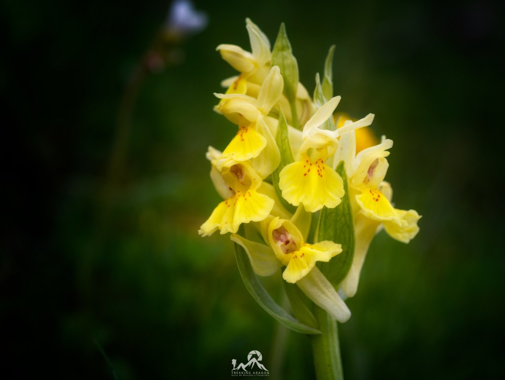 Talleres y cursos fotografía Pirineos