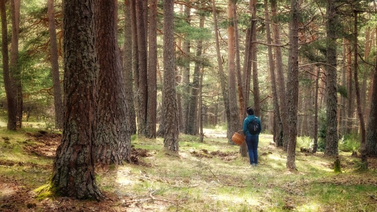 Educación ambiental Pirineos