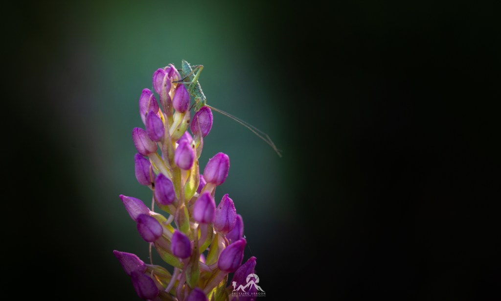 Talleres y cursos fotografía Pirineos