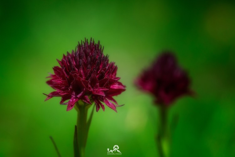 Talleres y cursos fotografía Pirineos