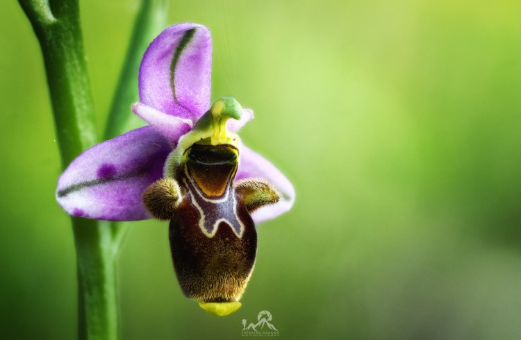 Talleres y cursos fotografía Pirineos