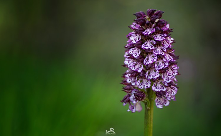 Talleres y cursos fotografía Pirineos