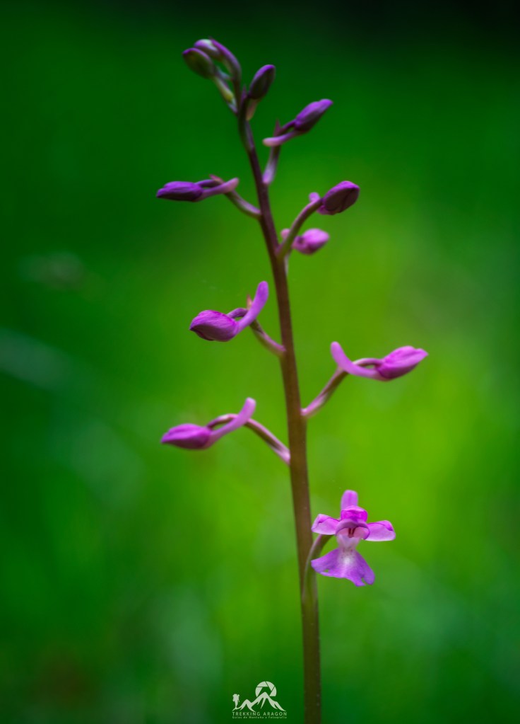Talleres y cursos fotografía Pirineos