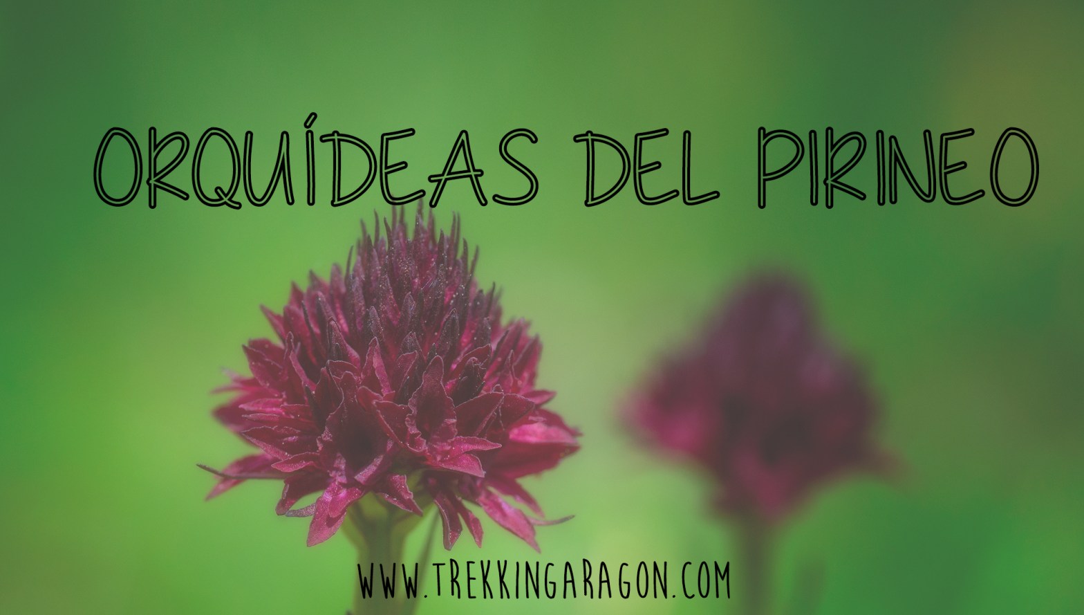 Fotografias orquideas