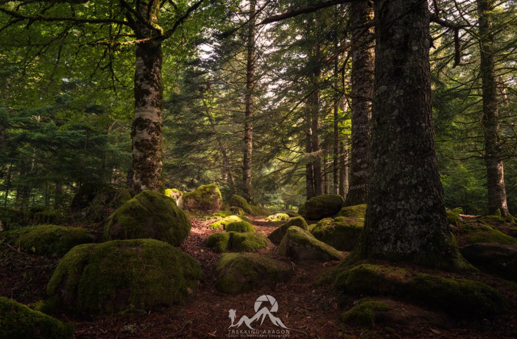 Selva de Oza. Fotografia