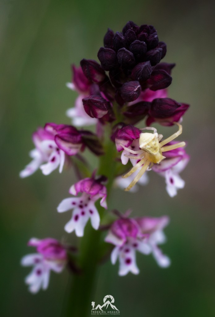 Talleres y cursos fotografía Pirineos