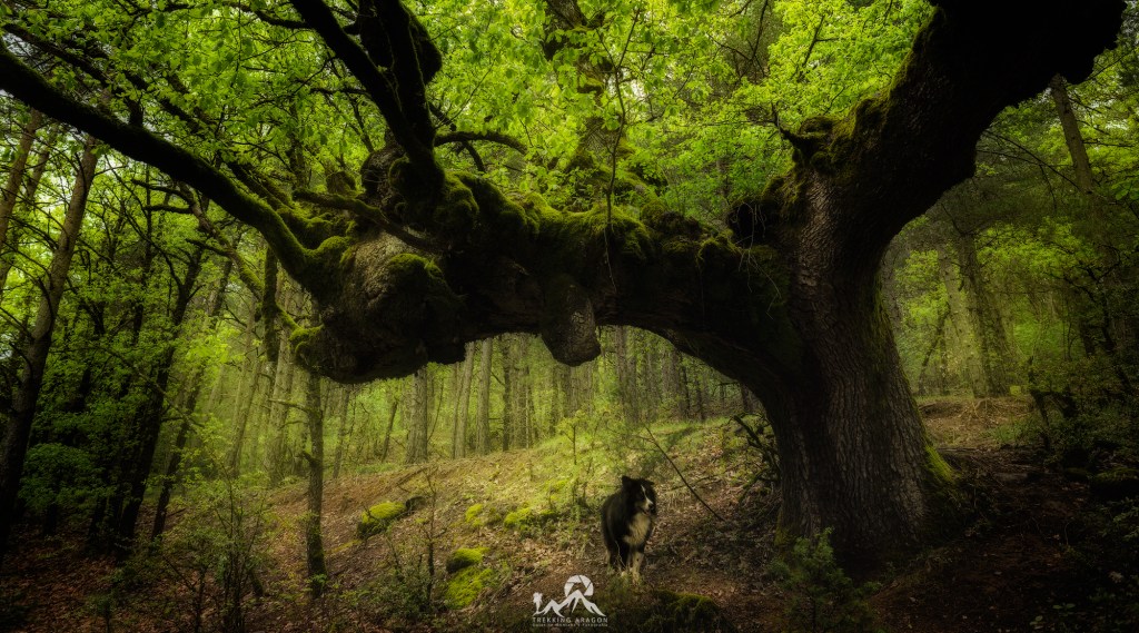 Viajes Fotográficos Pirineo