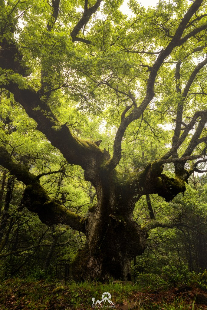 Tours Fotográficos Pirineos