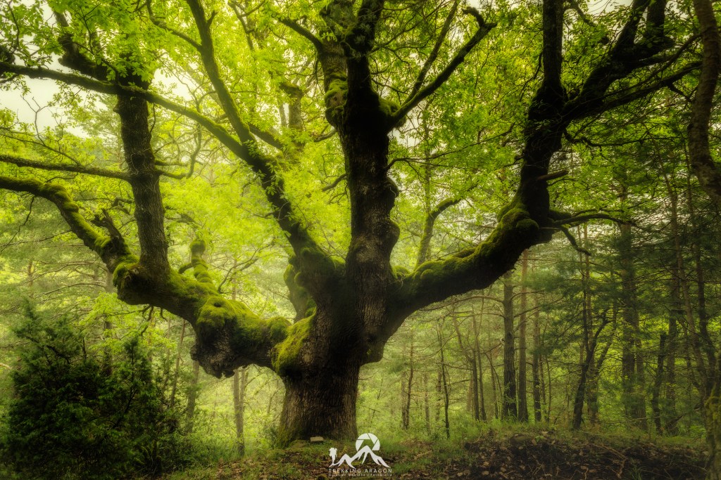 Cursos Fotografía Pirineo